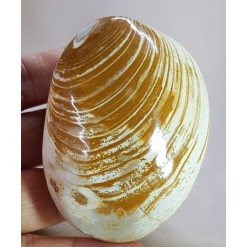 조개 화석